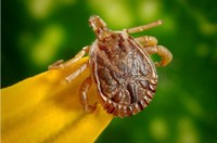 Ticks!! Removal, Lyme disease, Tick-borne Encephalitis